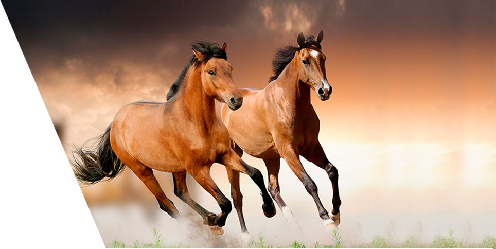 Лошадки ремикс. Лошадь в два года. Годы как кони. Журнал 2012 года с лошадями. Времена года с Конни.